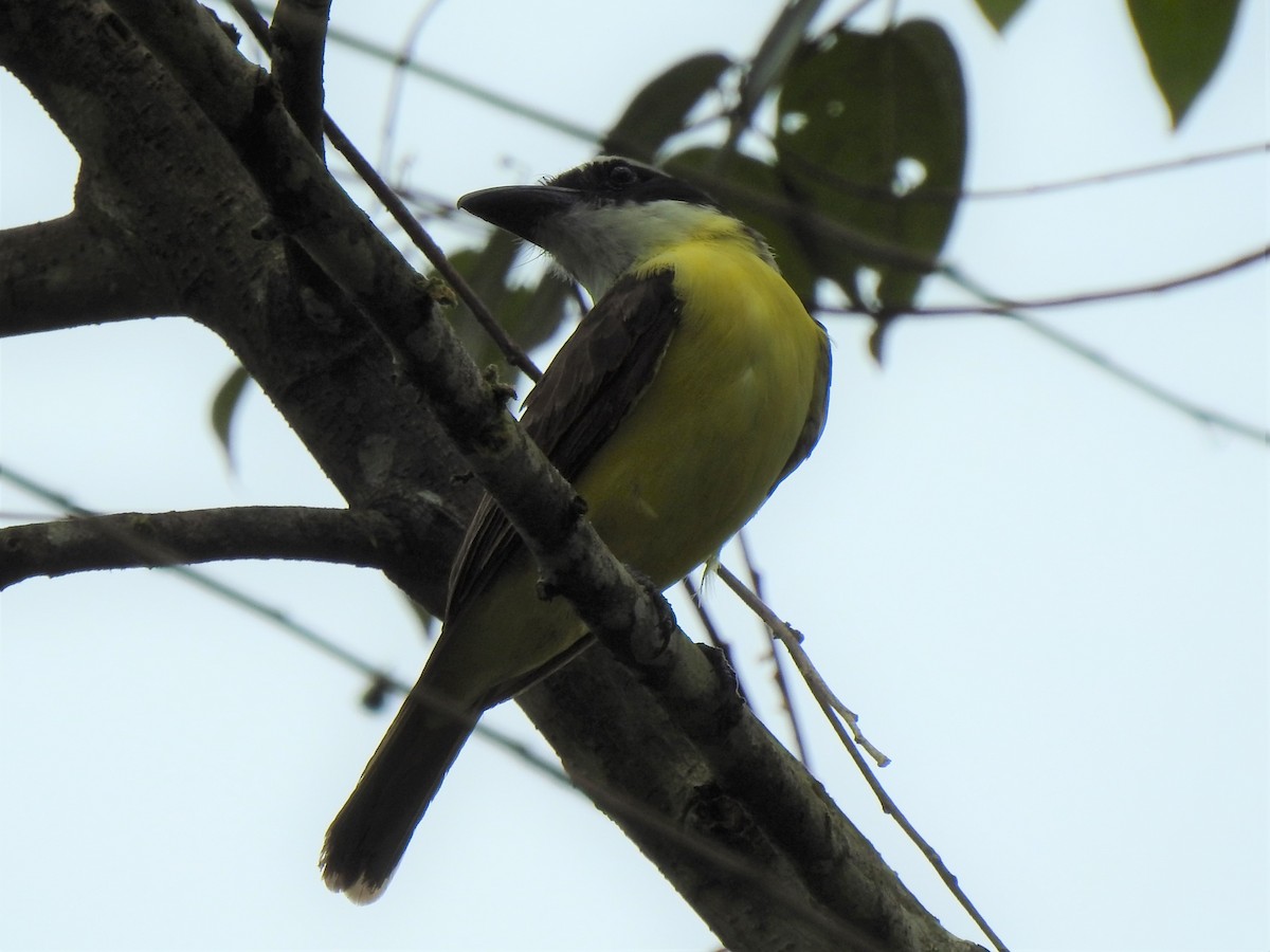 Boat-billed Flycatcher (Tumbes) - ML446769281