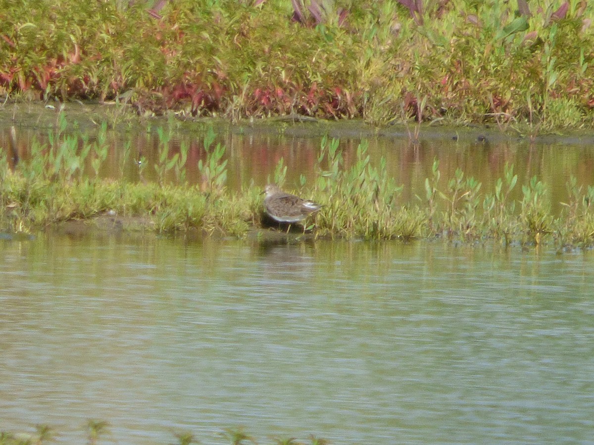 Temminck's Stint - ML446769531