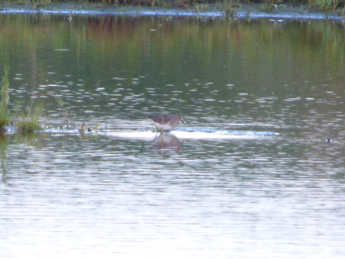 Temminck's Stint - ML446769551