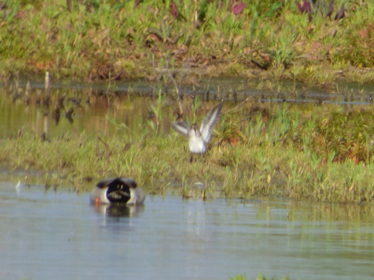 Temminck's Stint - ML446769631