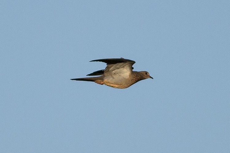 Mourning Dove - ML446769861