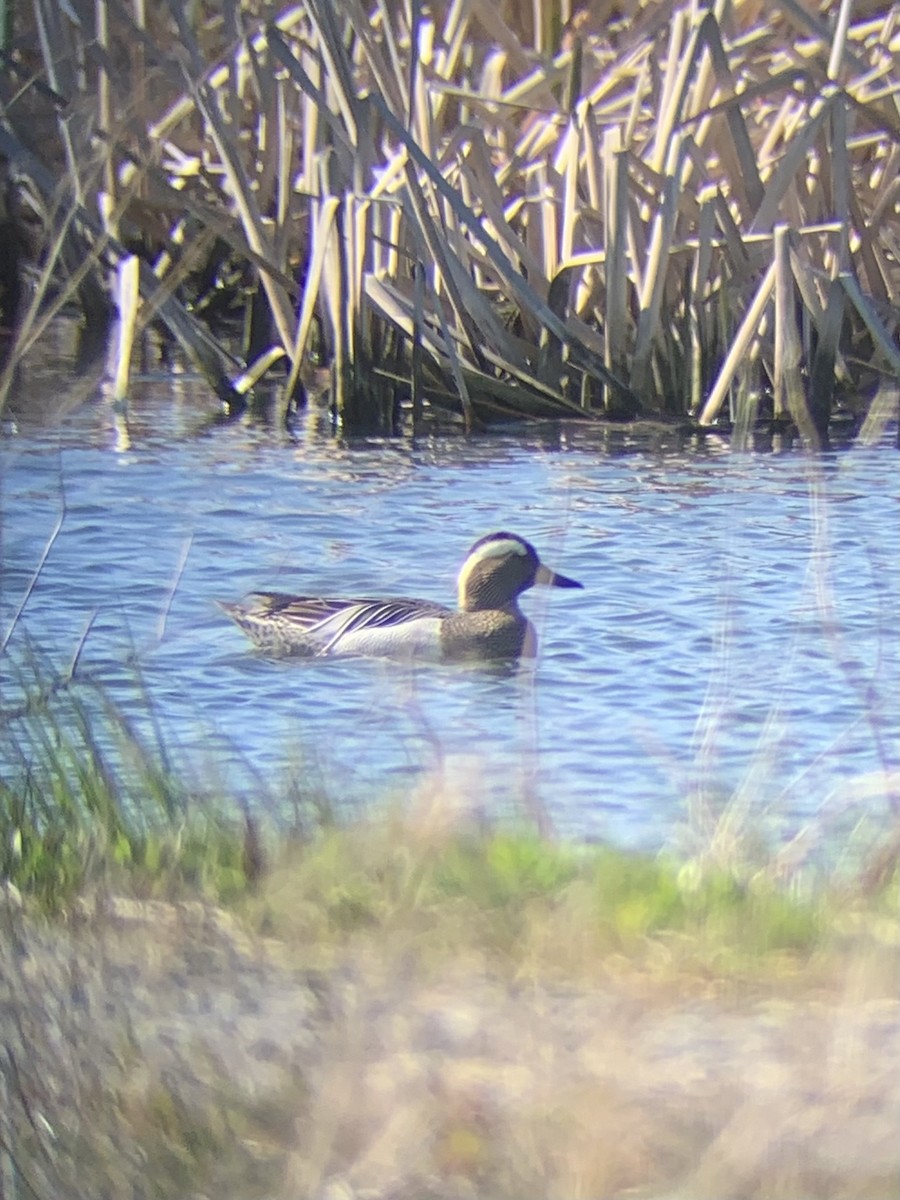 Garganey - Zach Wile