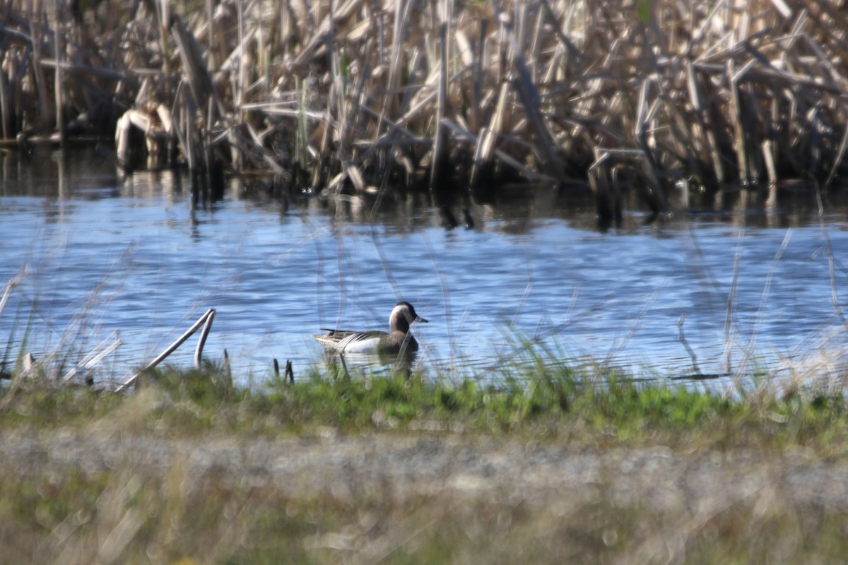 Garganey - ML446770111