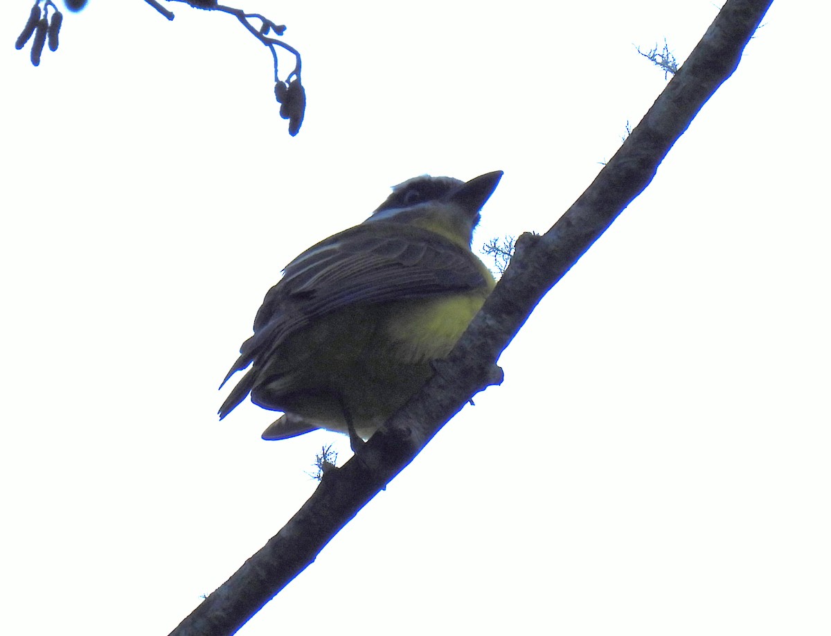 Golden-bellied Flycatcher - ML446770441