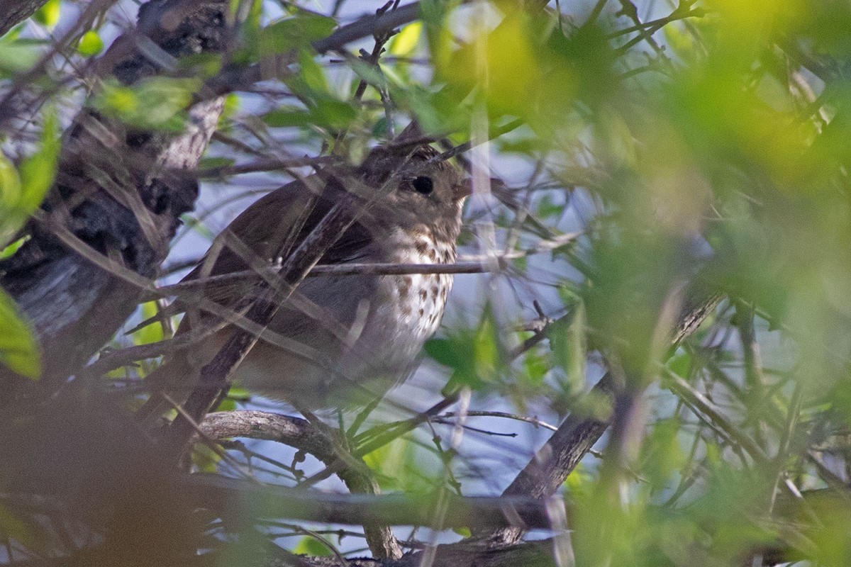 Hermit Thrush - ML446770571