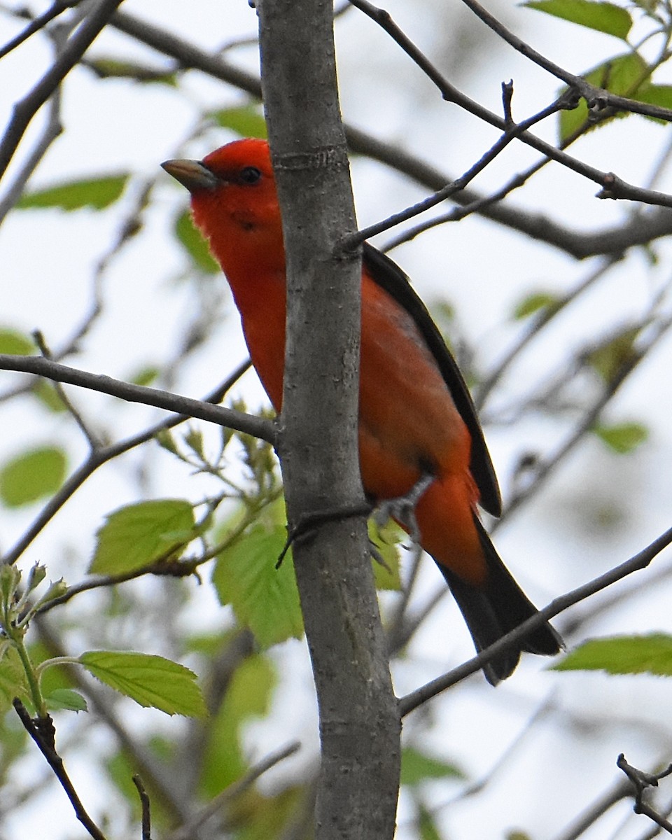 Scarlet Tanager - ML446773391