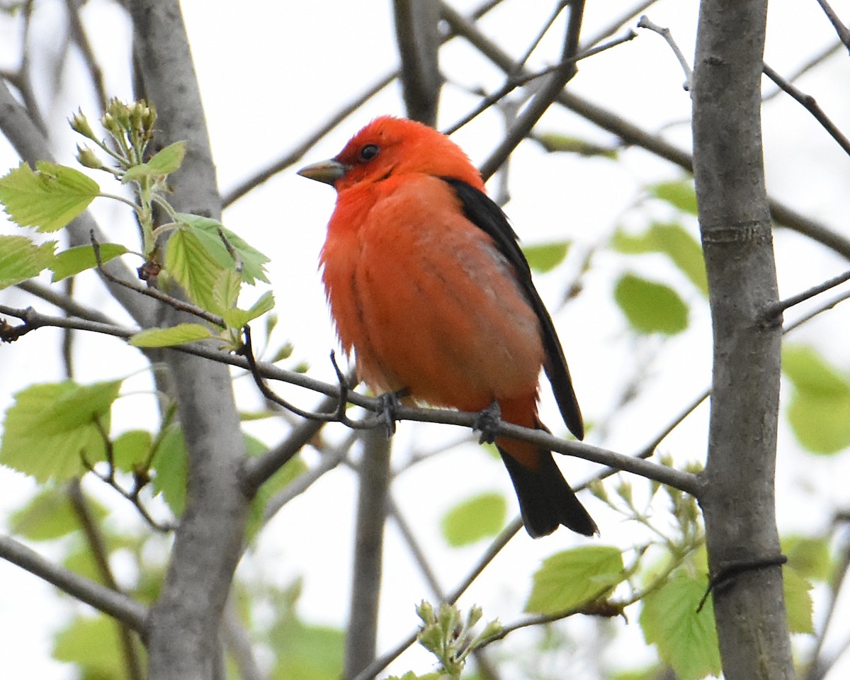 Scarlet Tanager - ML446773401