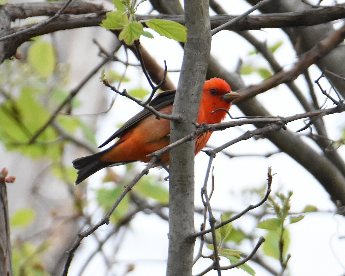 Scarlet Tanager - ML446773411