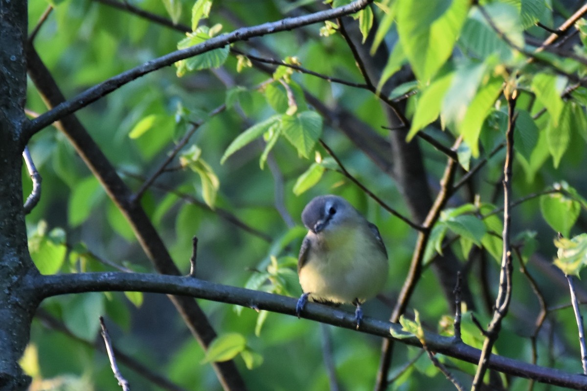 Philadelphia Vireo - ML446775411