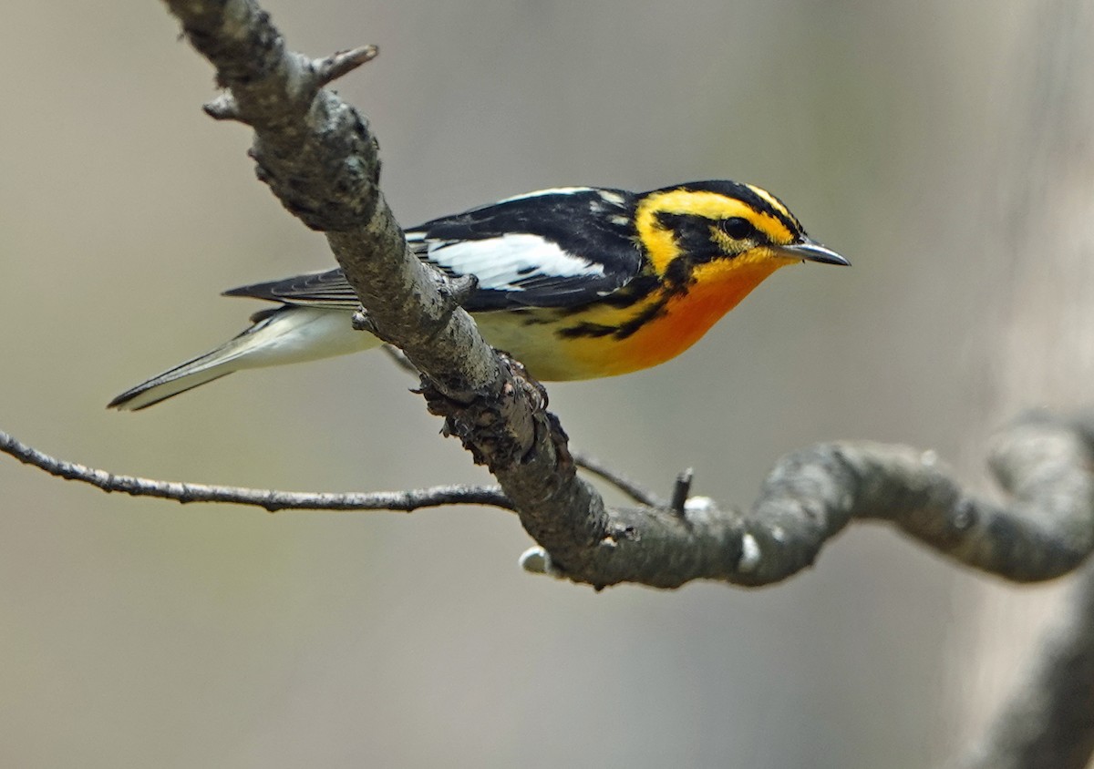 Blackburnian Warbler - ML446775511