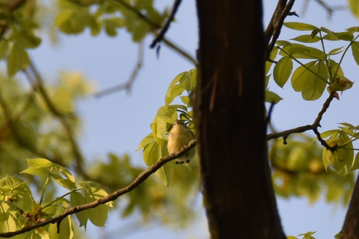 Cerulean Warbler - ML446775621