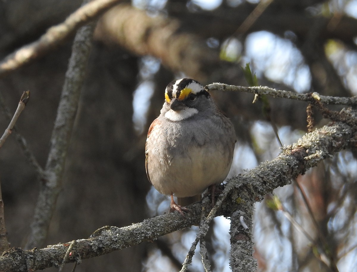 White-throated Sparrow - David Bree