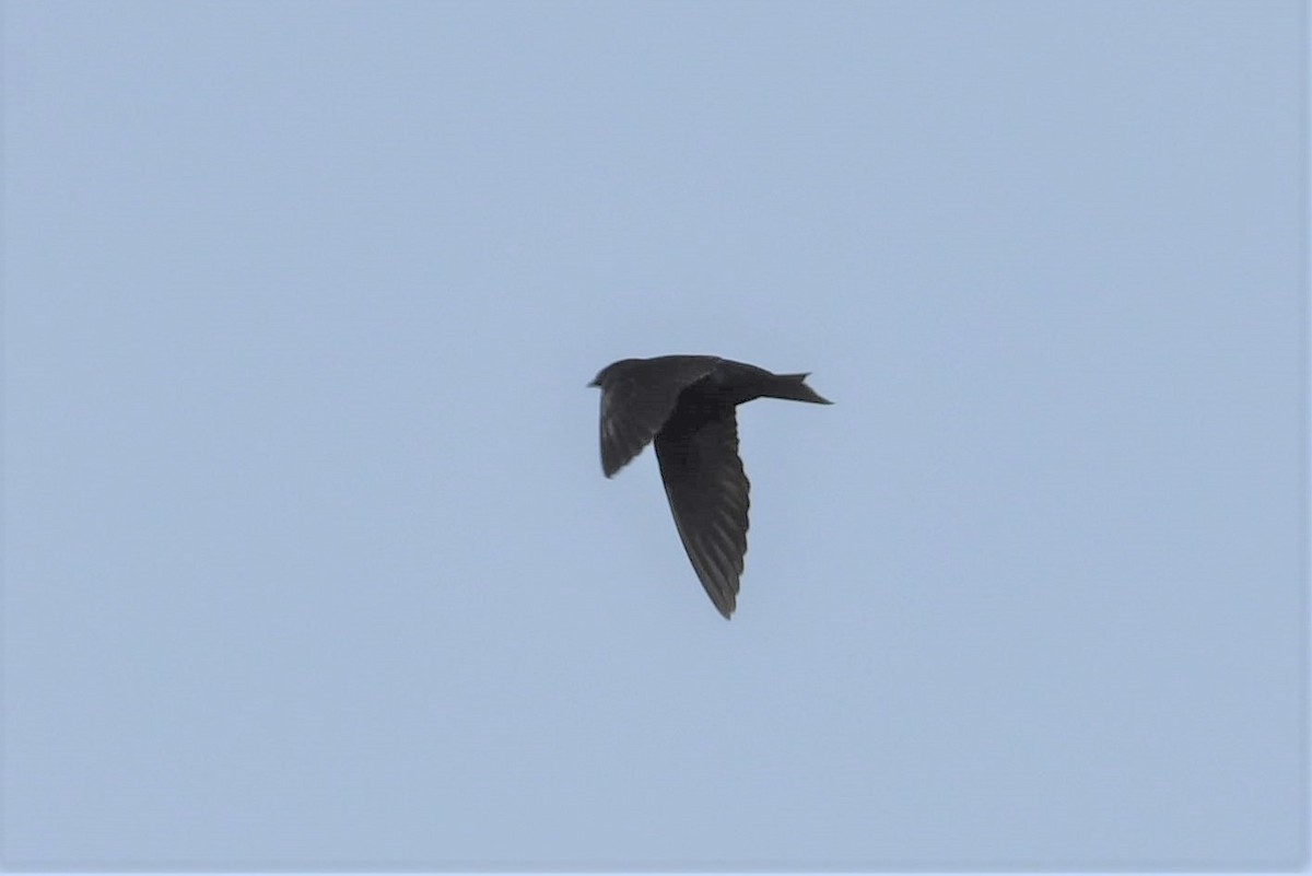 Purple Martin - ML446775911