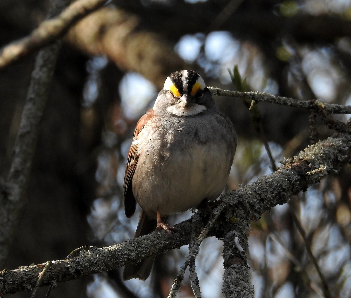 White-throated Sparrow - David Bree