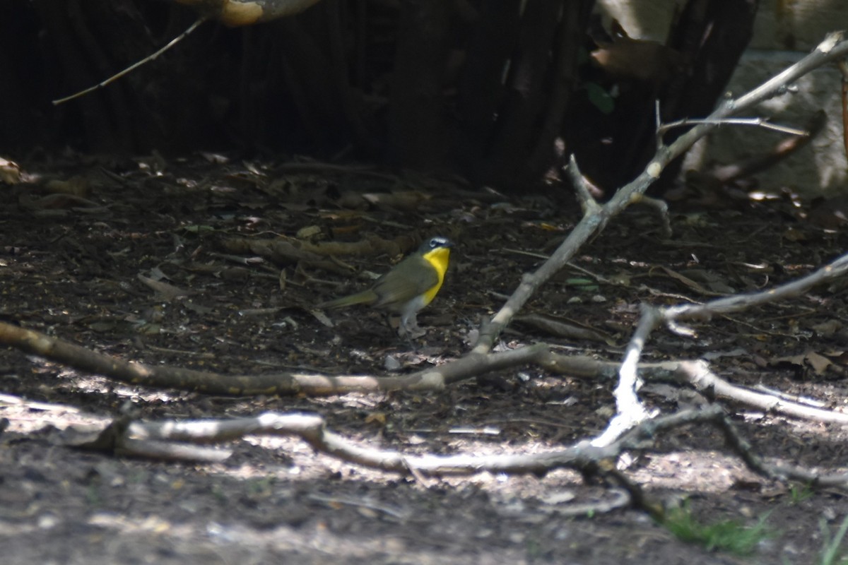 Yellow-breasted Chat - irina shulgina