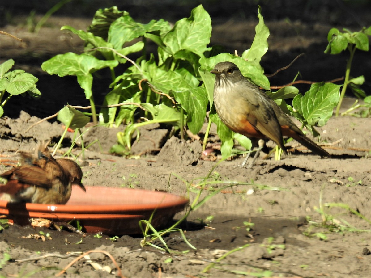 Rufous-bellied Thrush - ML446777141