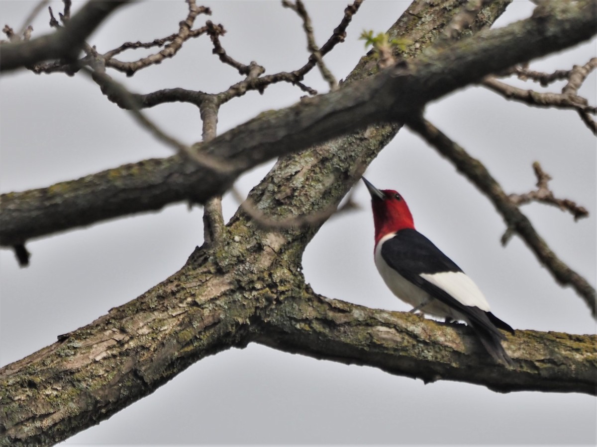 Red-headed Woodpecker - ML446779341