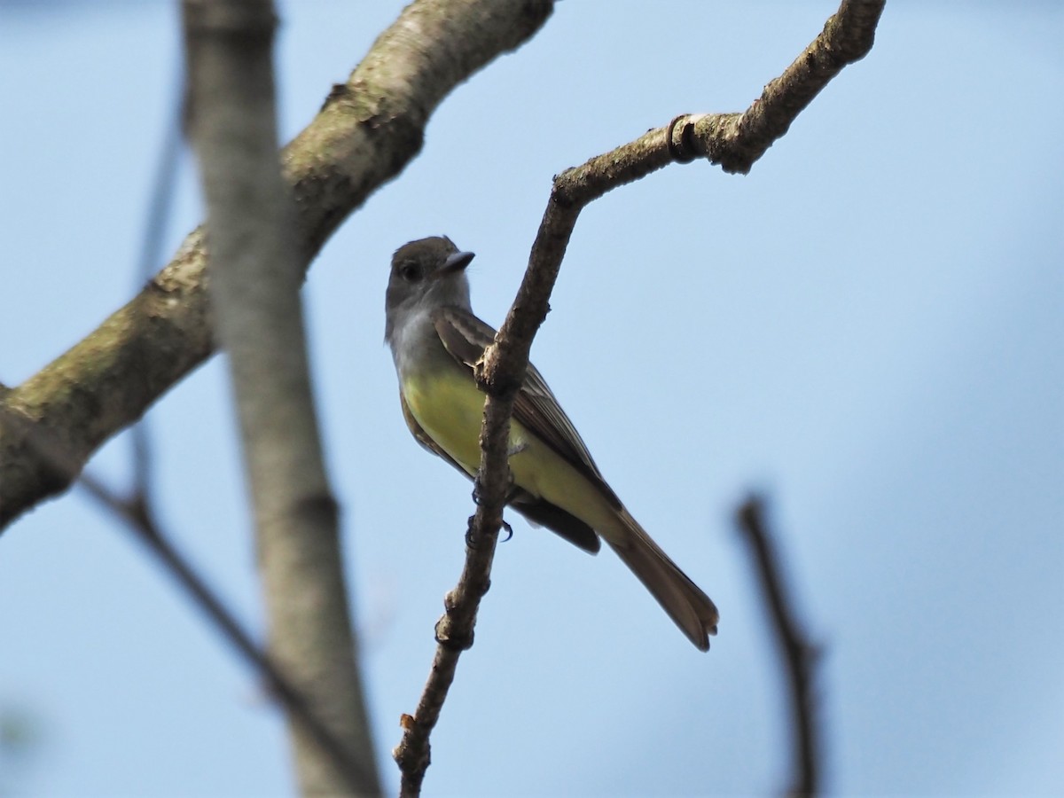 Great Crested Flycatcher - ML446779611