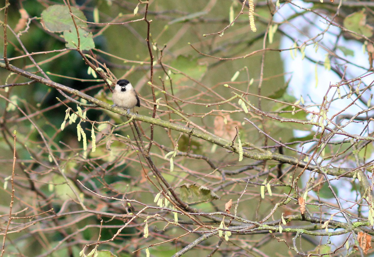Mésange boréale - ML44677971