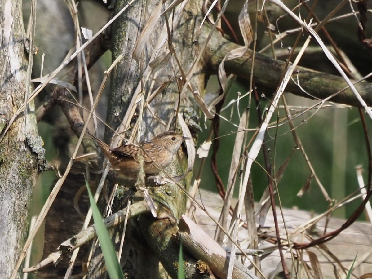 Sedge Wren - ML446779791