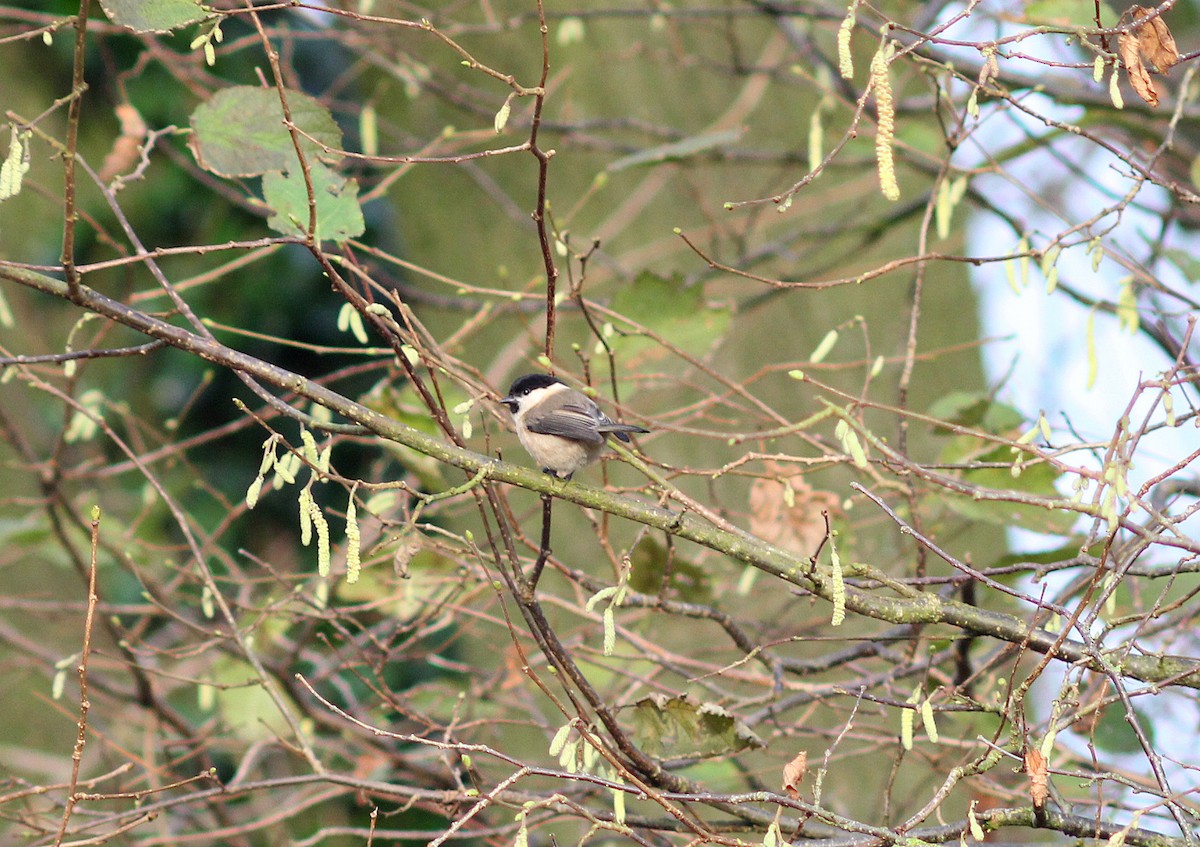 Mésange boréale - ML44677981