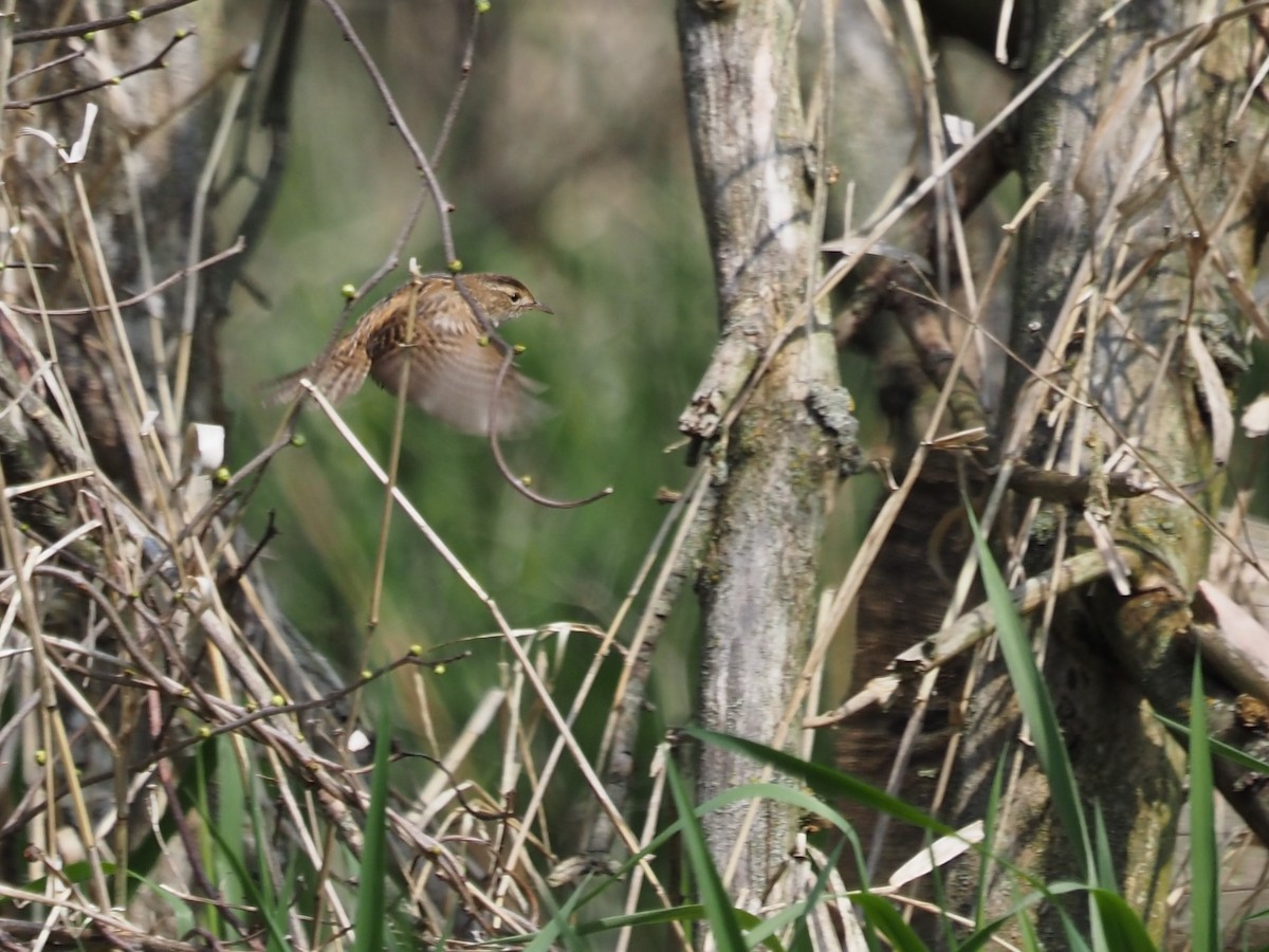 Sedge Wren - ML446779811