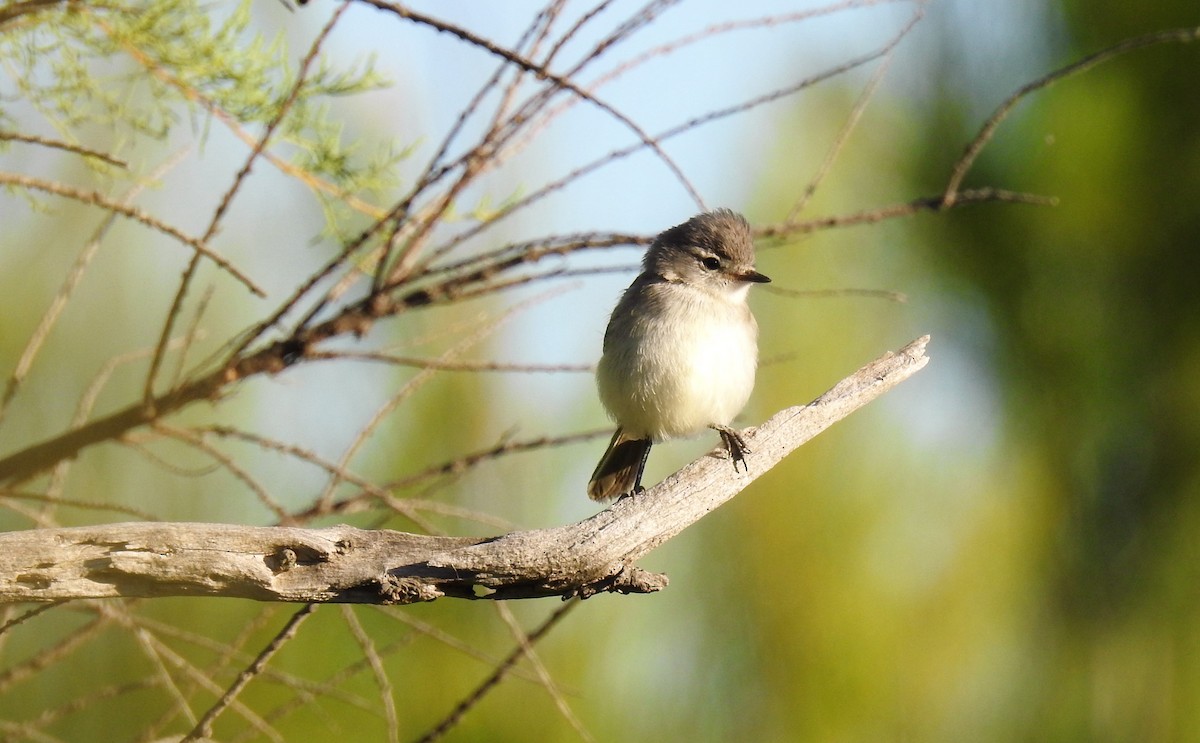 White-crested Tyrannulet (Sulphur-bellied) - ML44677991