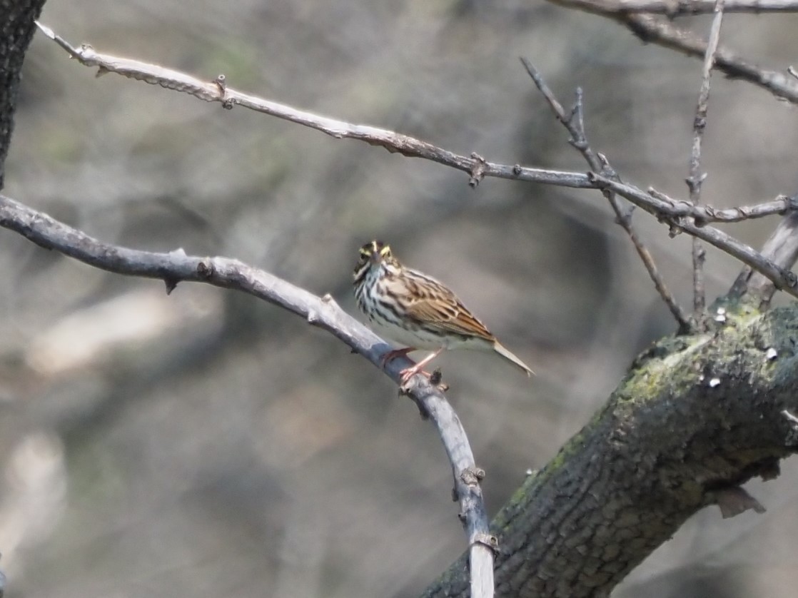 Savannah Sparrow - ML446780091