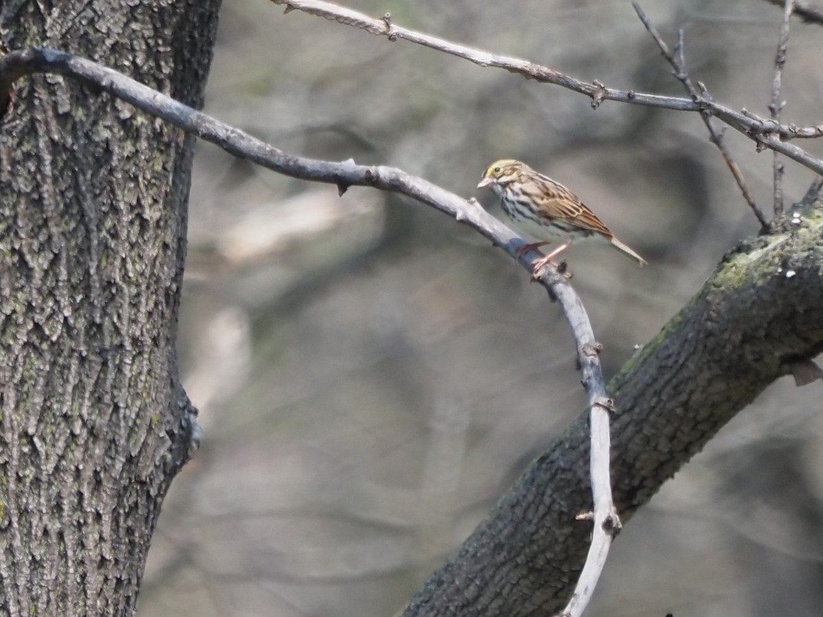 Savannah Sparrow - ML446780101