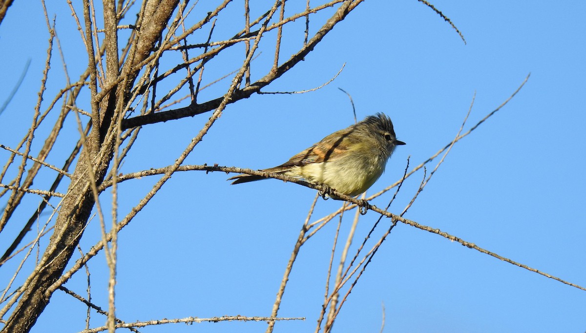 White-crested Tyrannulet (Sulphur-bellied) - ML44678021