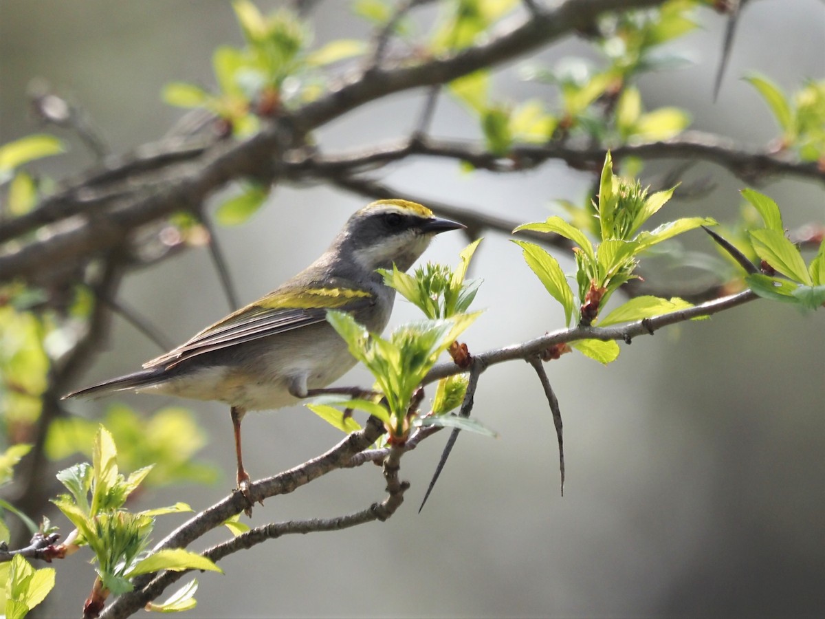 Golden-winged Warbler - Kirk LaGory