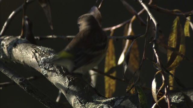 キヅタアメリカムシクイ（coronata） - ML446781
