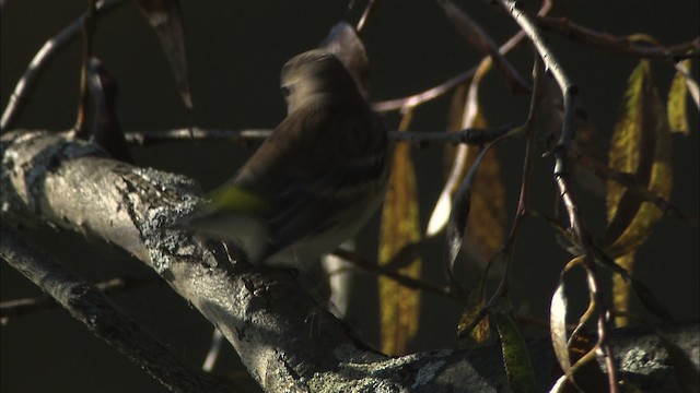 Yellow-rumped Warbler (Myrtle) - ML446781