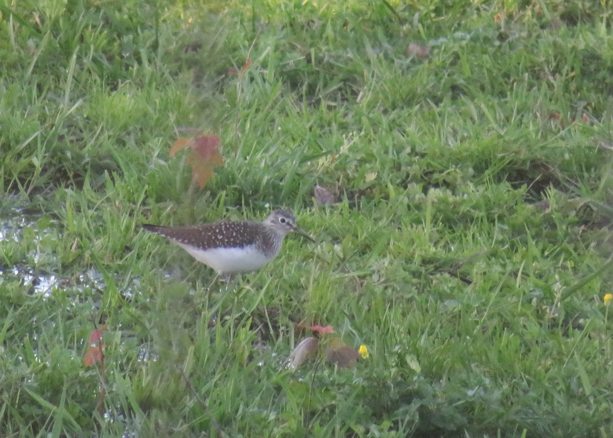 Solitary Sandpiper - ML446783421