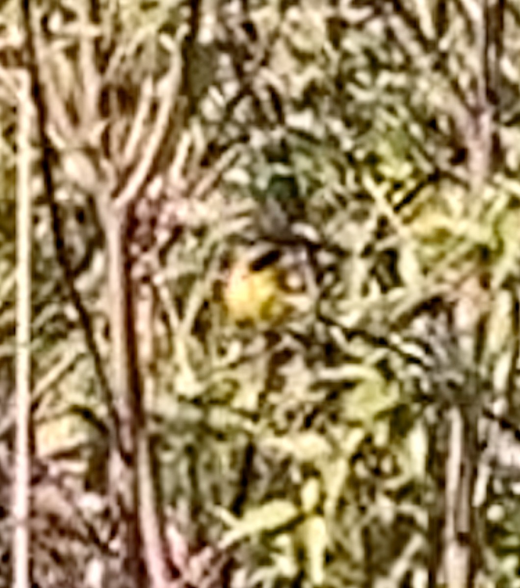 Common Yellowthroat - ML446783481