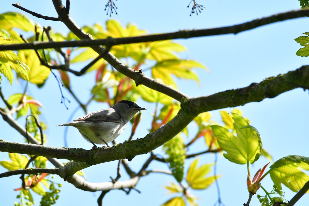 Eurasian Blackcap - ML446783731