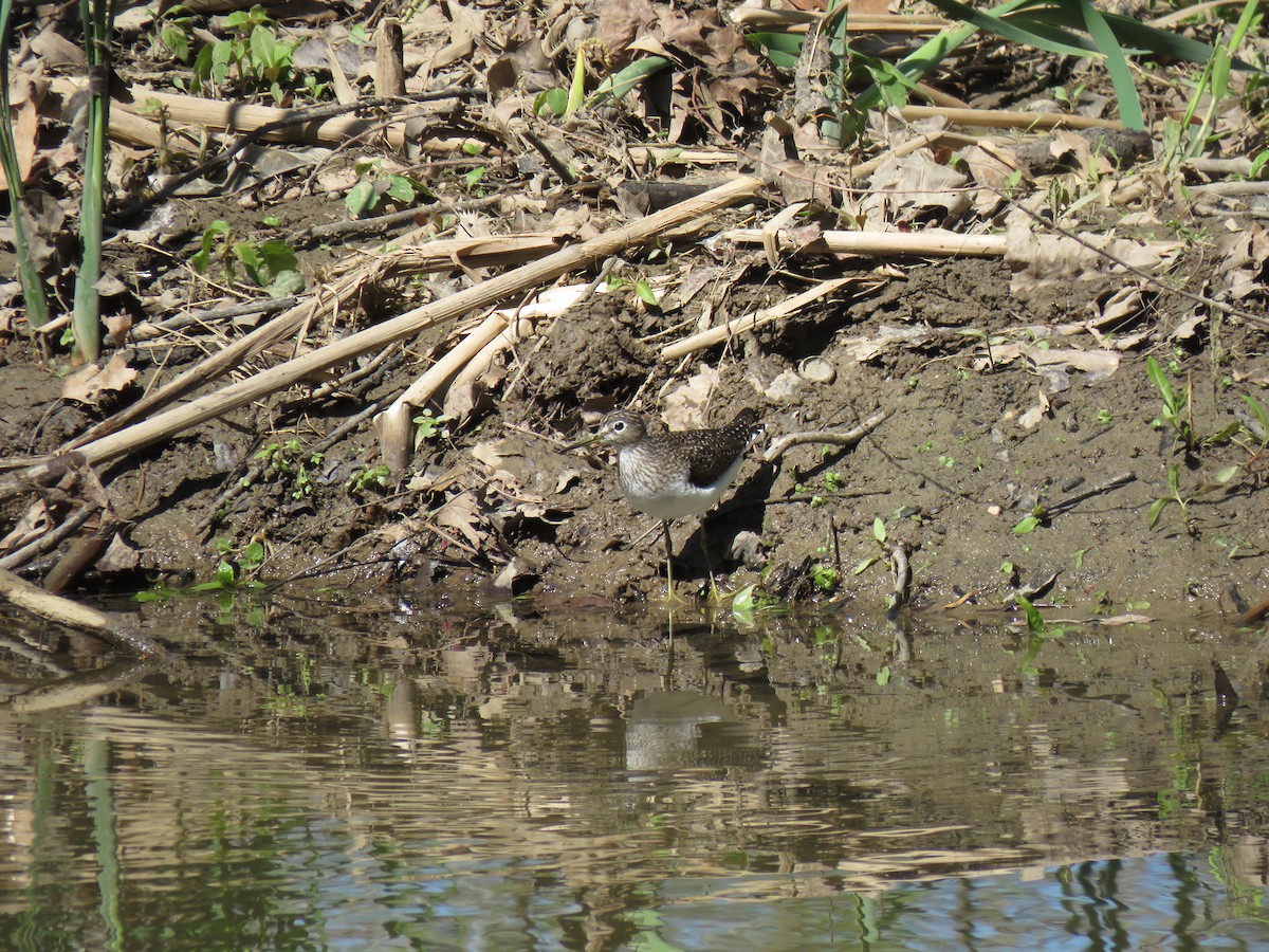 Solitary Sandpiper - ML446784521