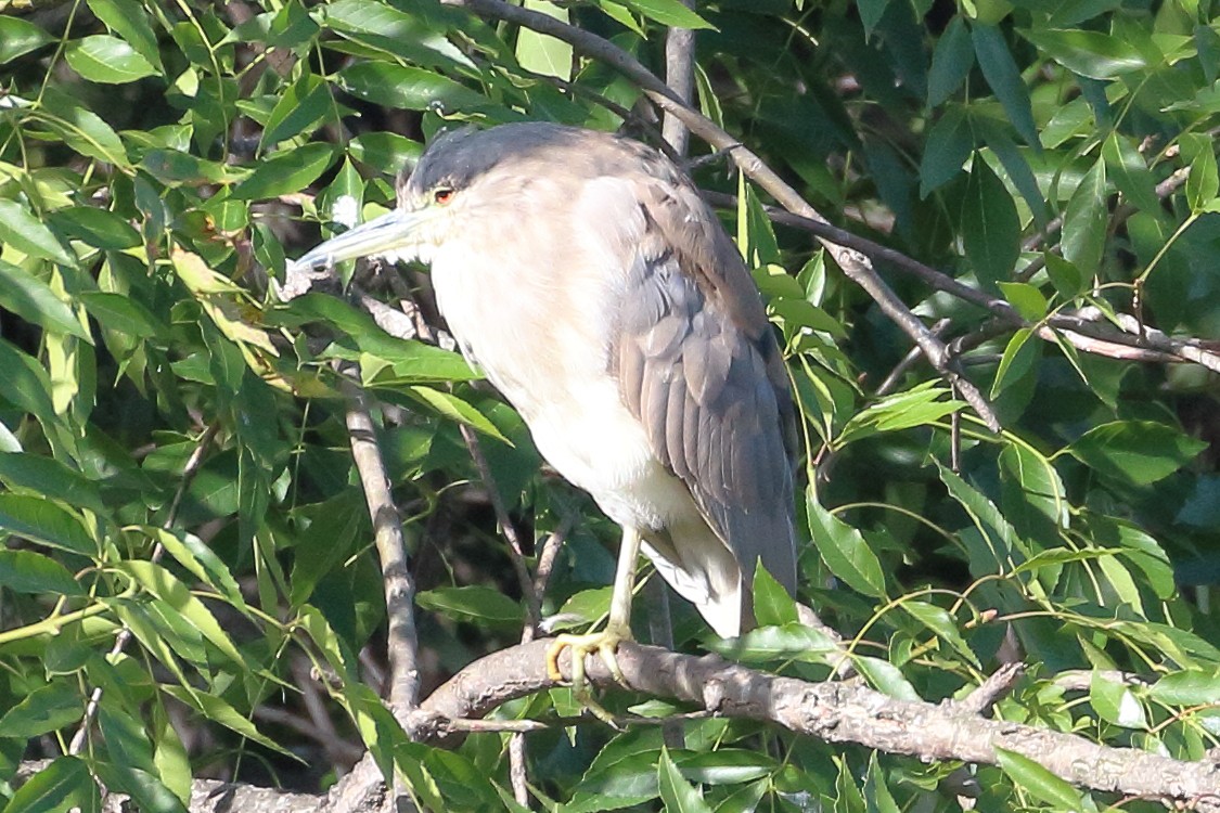 Black-crowned Night Heron - Jeffrey Fenwick