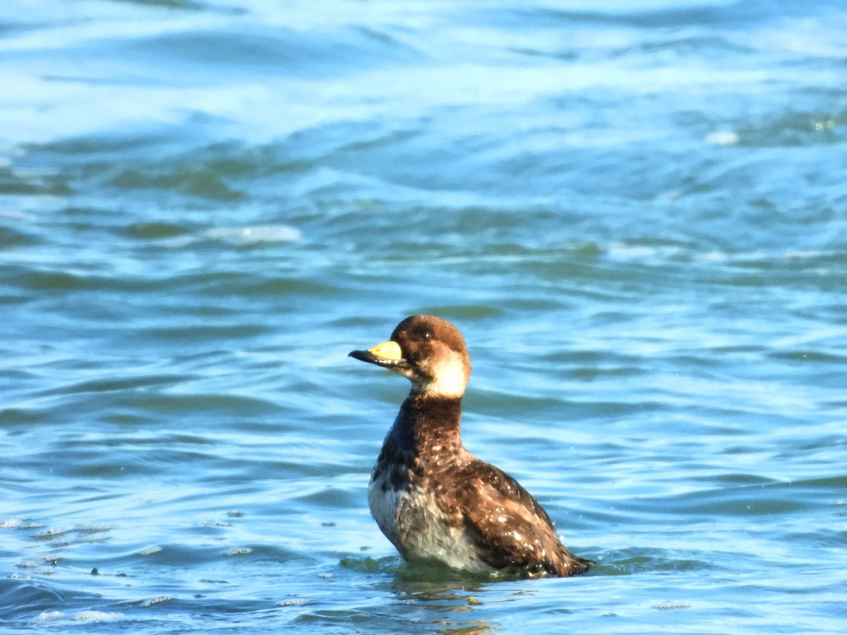 Black Scoter - ML446787301