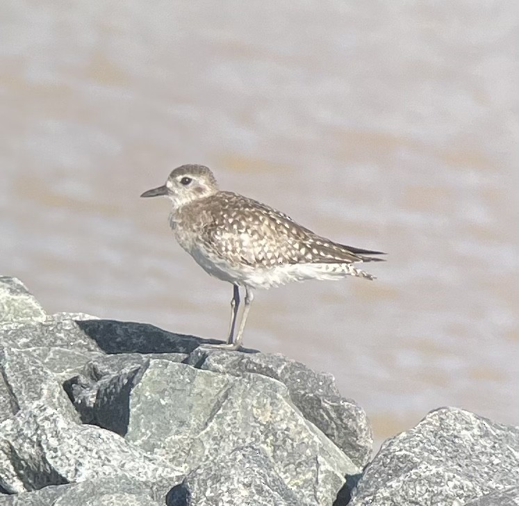 Black-bellied Plover - ML446791301