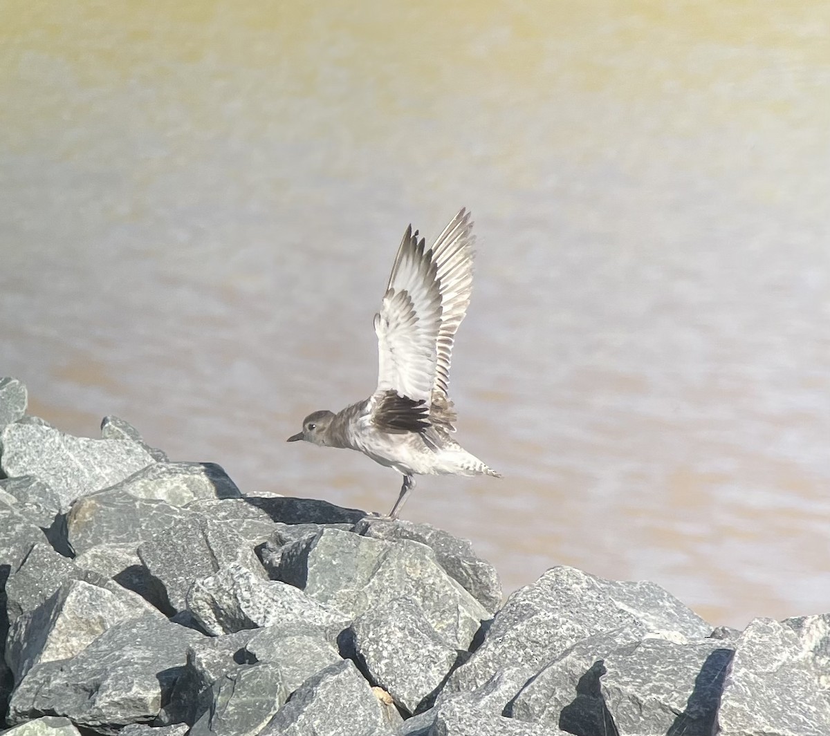 Black-bellied Plover - ML446791311