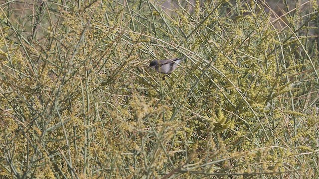 Lesser Whitethroat - ML446792101