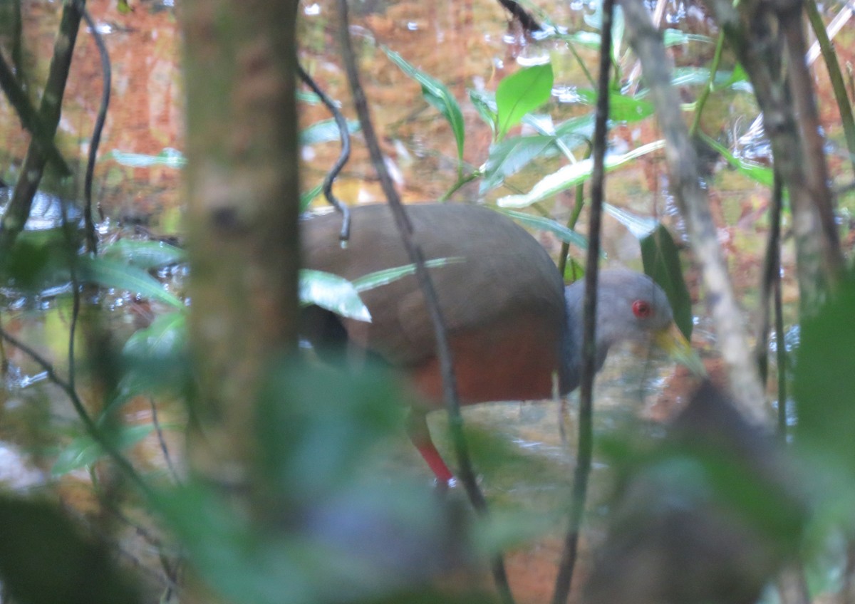 Gray-cowled Wood-Rail - João Menezes