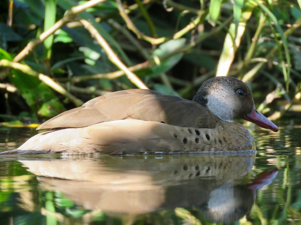 Brazilian Teal - João Menezes