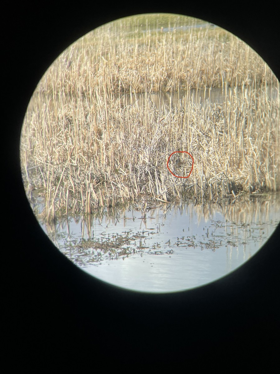 Common Gallinule - ML446794771