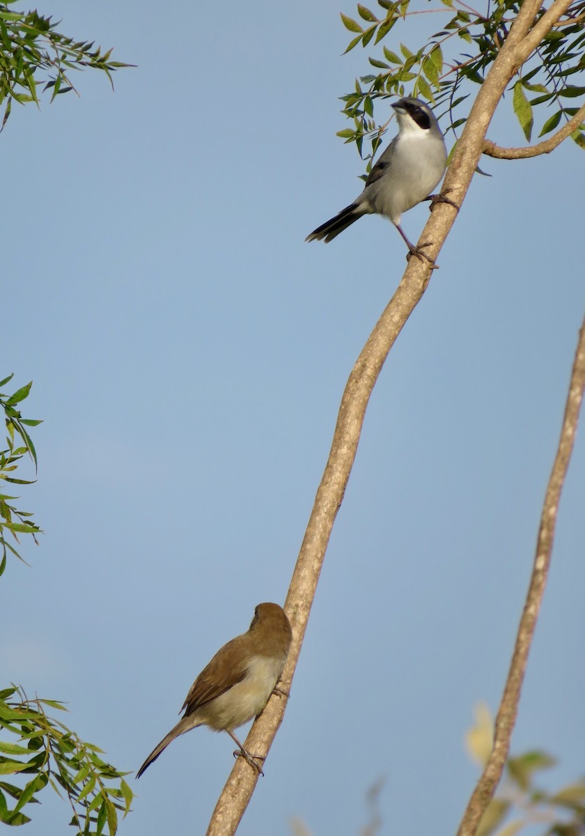 White-banded Tanager - ML446794951