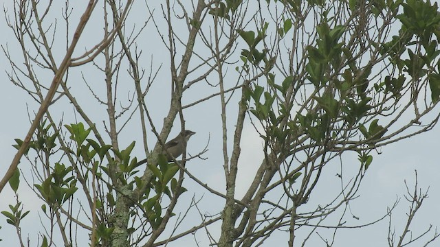 White-banded Tanager - ML446794981