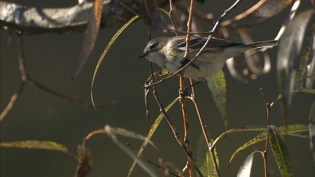 Yellow-rumped Warbler (Myrtle) - ML446795