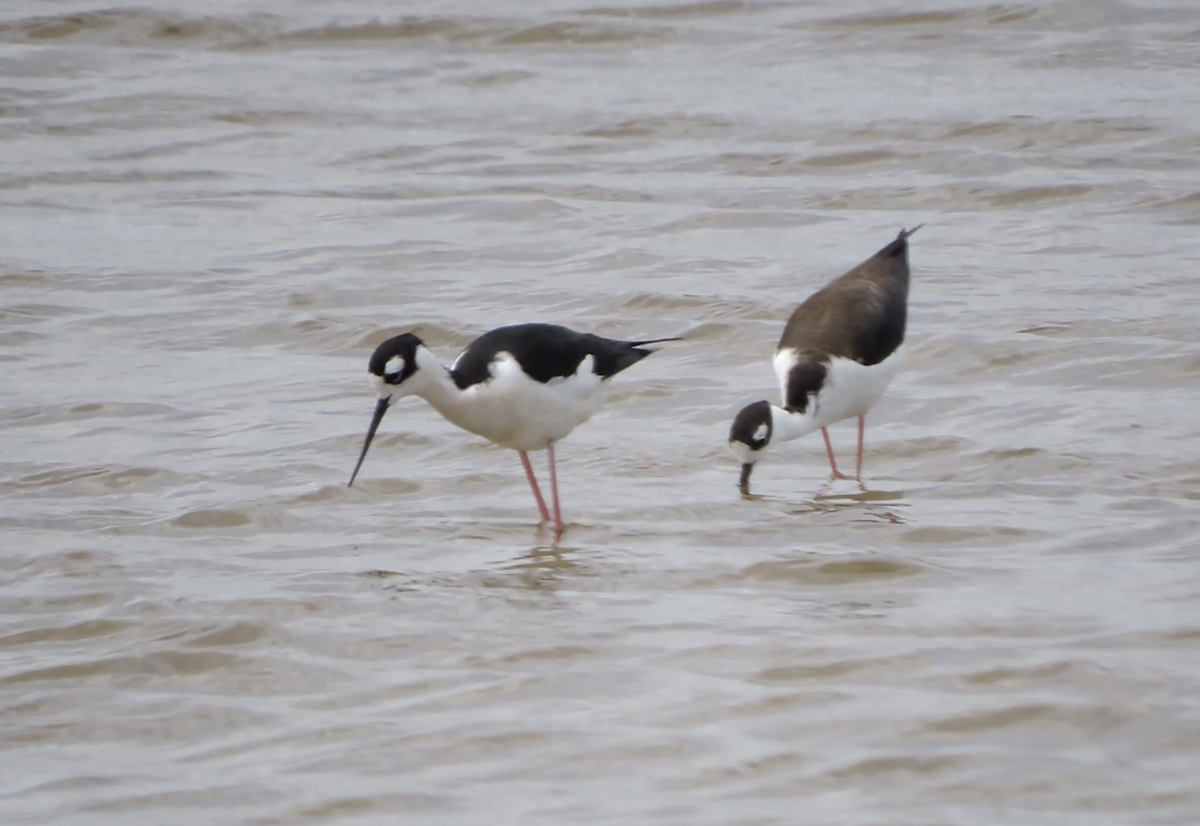 Black-necked Stilt - ML446795211