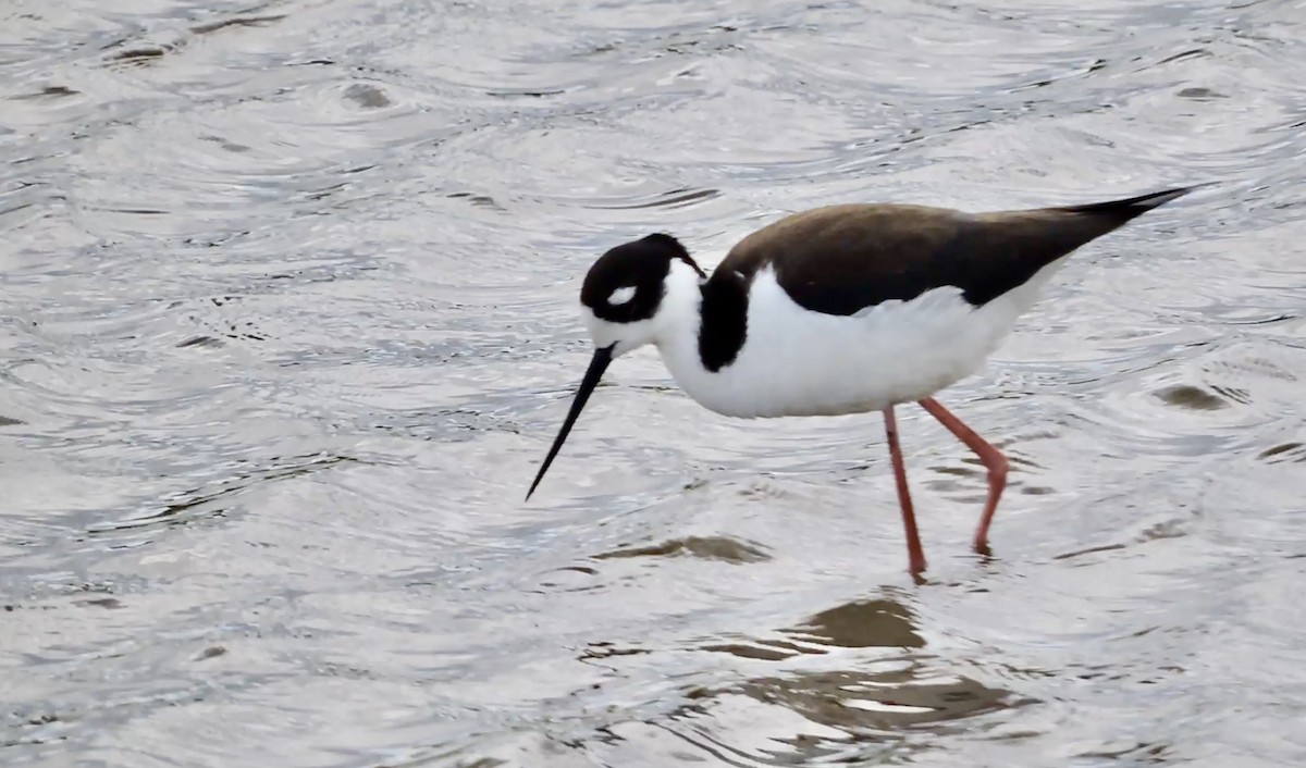 Black-necked Stilt - ML446795261